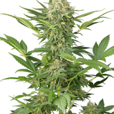 MOBY DICK (FEMINISED) - GREEN HOUSE SEED CO